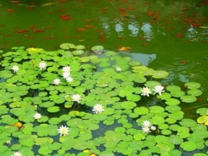 ��Ƽ�Ĺ�Ч�����ü�����