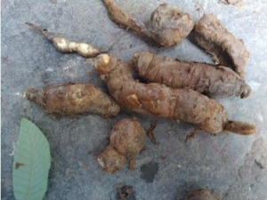 白首乌的功效与作用及禁忌