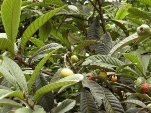 ����Ҷ�Ĺ�Ч�����ü�����