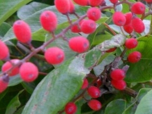 ���빴����Ĺ�Ч������