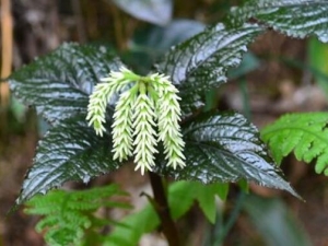 ��Ҷ�Ŀ��ߵĹ�Ч������