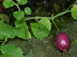 ͭ������ݵĹ�Ч���� ͭ������ݵ�ʳ�ý���