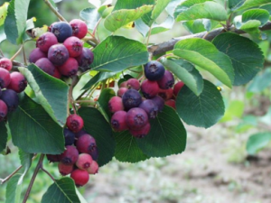 ŷ��Ĺ�Ч������ ŷ���ʳ�ý���