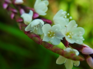 ˮޤ�Ĺ�Ч������ ˮޤ�ж���