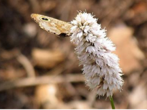 ��Ѫ�ߵĹ�Ч������ ��Ѫ�ߵ��÷�������