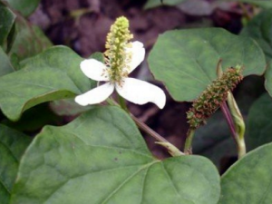 �����ǿ�