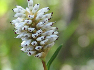 ��ѿޤ�Ĺ�Ч������ ��ѿޤ��ʳ�ý���