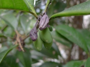 ���ӵĹ�Ч������