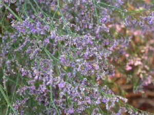 ��Ѫ�ݵĹ�Ч������ ��ѪֹѪ ���н�Ƣ