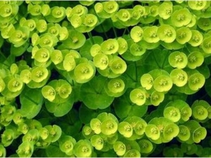 è����ݵĹ�Ч������