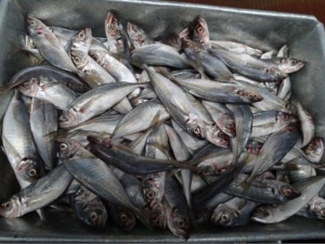 ������Ӫ����ֵ ������ʳ�÷���