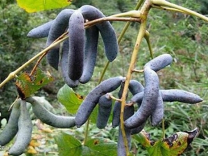 è��ʺ�Ĺ�Ч������ ����ʪ ���ֹ��