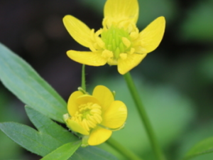 ����ëݢ�Ĺ�Ч���� ����ëݢ���÷�����