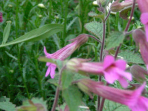 ��Ŀ�ػ�������� ��Ŀ�ػƵĹ�Ч����