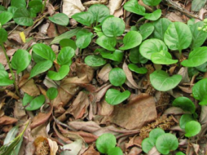 ¹��ݵĹ�Ч���� ¹��ݵ�ʳ�ý���