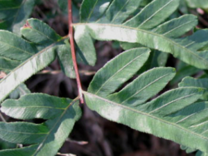 �����Ĺ�Ч���� �������÷�������