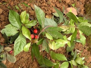 ���ز�Ĺ�Ч�����ü�����