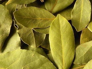 ��Ҷ�Ĺ�Ч������ ���η�ʪ��ʹ ����ʪ��