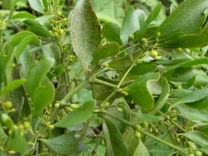 �����μ����Ĺ�Ч������ �����μ����ĸ���