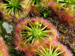 �����޵Ĺ�Ч������ �����޵ĸ���