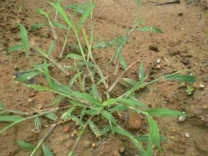 ���ƵĹ�Ч������ ����Ŀ