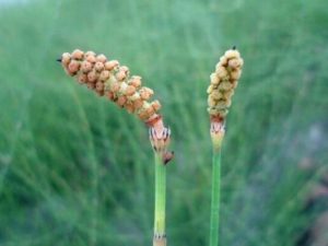 �ǽڲݵĹ�Ч������ �����Ŀ ��Ѫ���