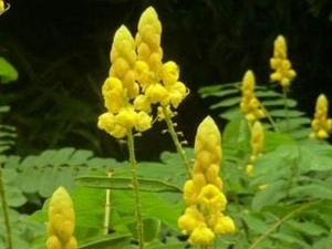 ��Ҷ���Ĺ�Ч������