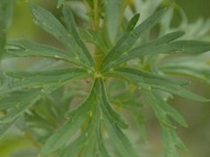 ������ͷ�Ĺ�Ч������ ������ͷ�ĸ���