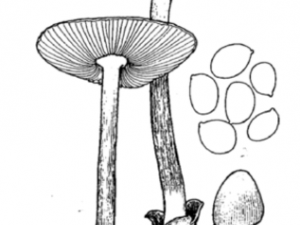 ���б����Ĺ�Ч���� ���б������÷�