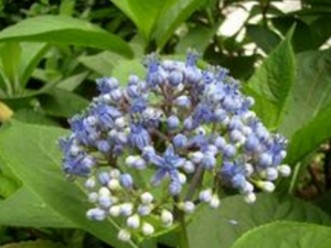 �׳�ɽ�Ĺ�Ч���� �׳�ɽ����Щ�÷�