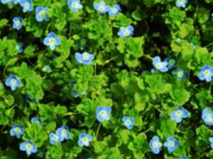 �������ɵĹ�Ч���� �������ɵ��÷�����