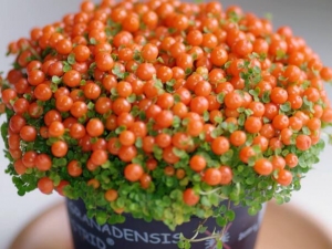 �����ݵĹ�Ч������ ���Ƚⶾ