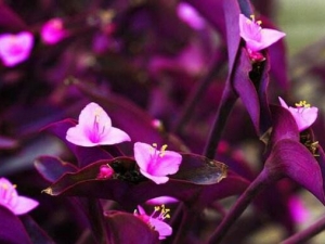 ��Ѽ�ŲݵĹ�Ч������ �ⶾɢ�� �����Ѫ