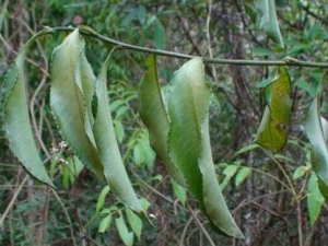 �����۾����Ĺ�Ч������ ���Ƚⶾ ɢ��ֹʹ