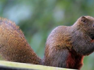 �ู��������� �ู����Ч