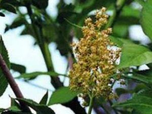 ���������Щ���� ������Ĺ�Ч