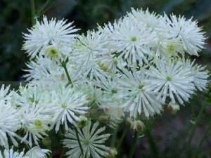 �������ɲ�����Щ���� �������ɲݵ�����