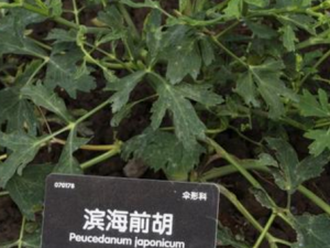 ����ǰ������Щ���� ����ǰ���Ĺ�Ч