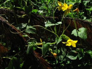 ����ϵĹ�Ч���� ����ϵ��÷�����