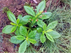 ���βݵĹ�Ч�����ü�����