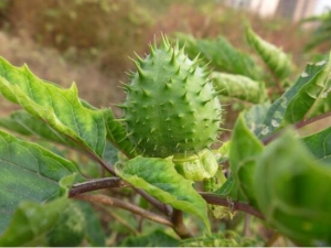 �������ӵĹ�Ч�����ü�����