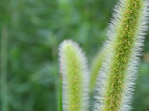 ��β�ݵĹ�Ч����  ��β�ݵ��÷�������