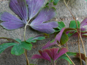 ����Ĺ�Ч������ ������÷�������