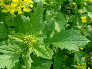 �׽�Ĺ�Ч���� �׽���÷�