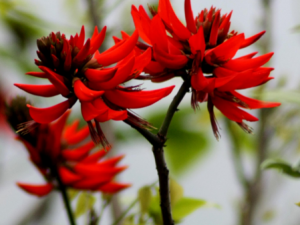 ��ͩ�����÷� ��ͩ���Ĺ�������