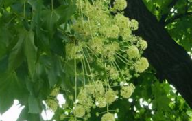 ��鱵Ĺ�Ч���� ��鱵Ĺ�������