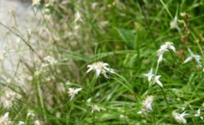 ����ݸ�Ĺ�Ч���� ����ݸ��������