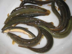 ������Ӫ����ֵ ������ʳ�÷���