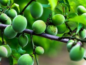 ��÷�Ĺ�Ч������ �κ��� к������