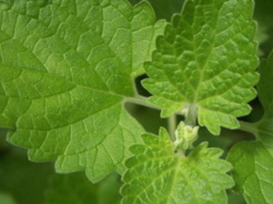 ��Ҷ����Ĺ�Ч���� ��Ҷ������÷�����